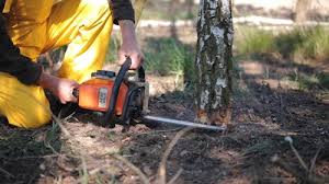 Best Lawn Disease Treatment  in Altoona, IA