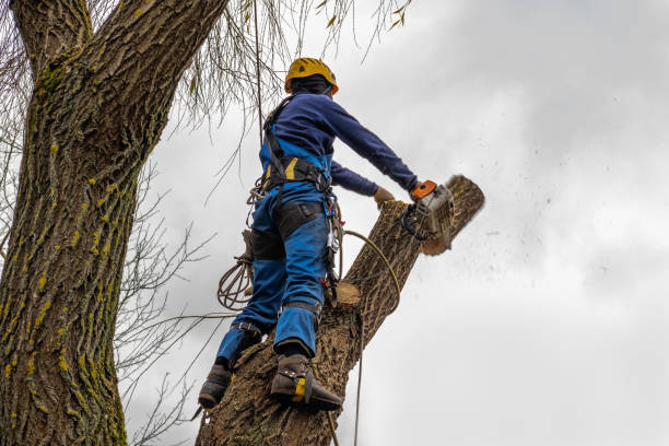 Best Palm Tree Trimming  in Altoona, IA